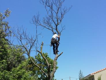 Abattage d&#039;un arbre mort